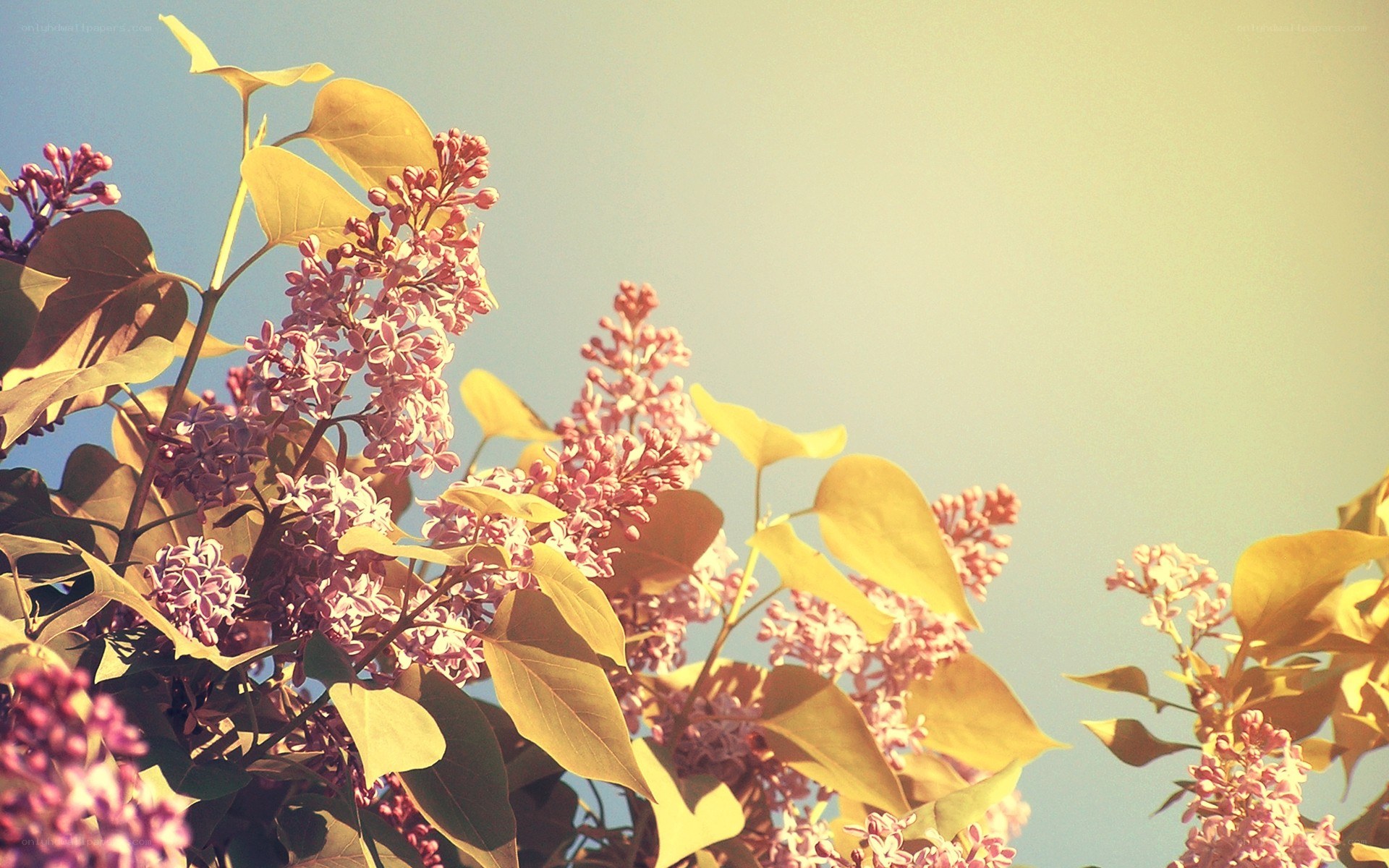 Lilac flowers in sunlight