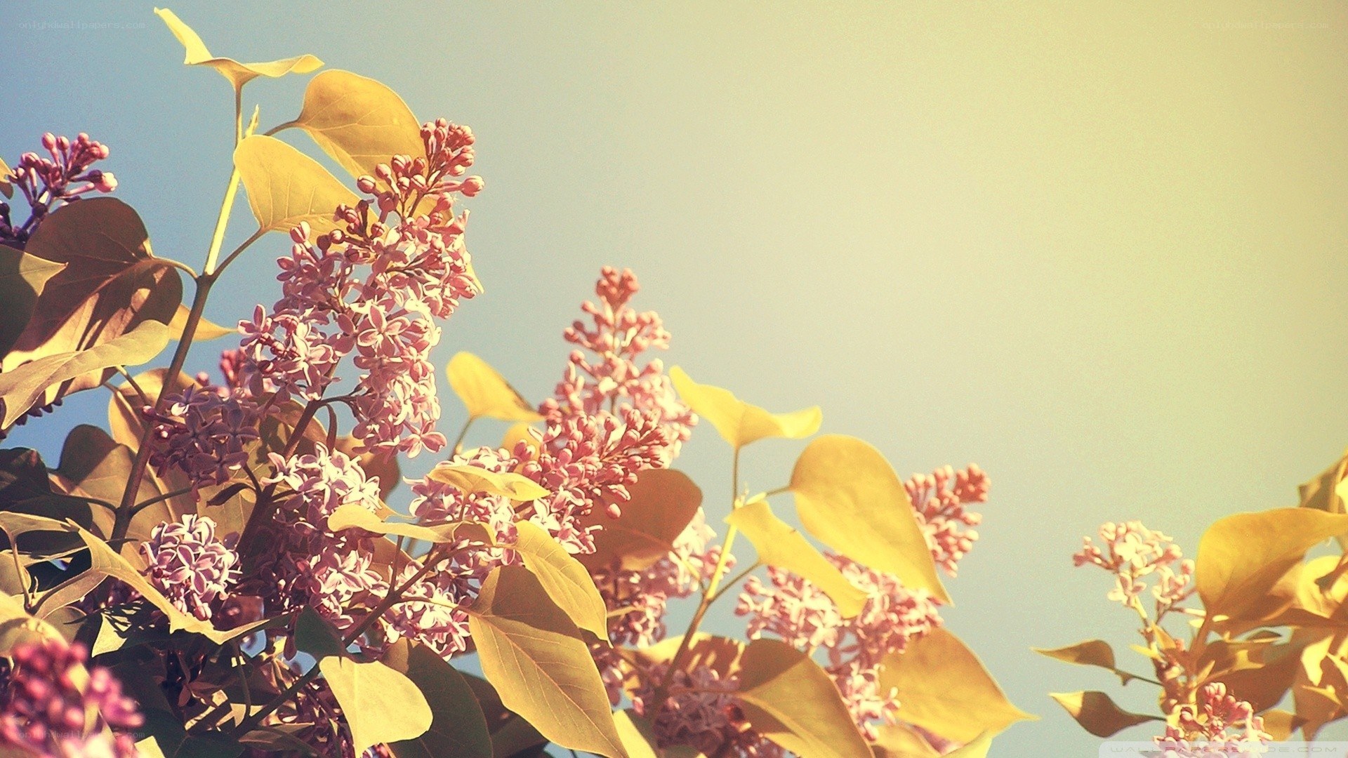 Lilac flowers in sunlight