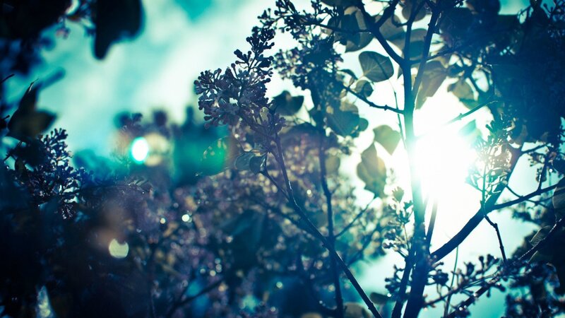Lilac Flowers in Sunlight — Blue, Serene, Afternoon