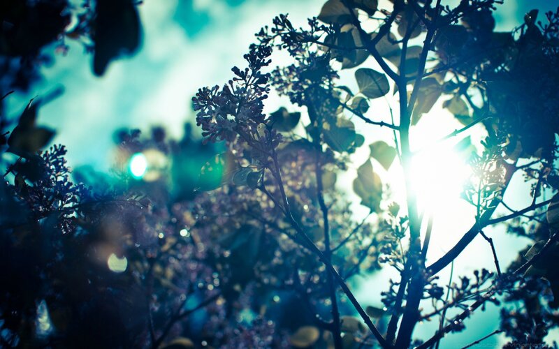 Lilac Flowers in Sunlight — Blue