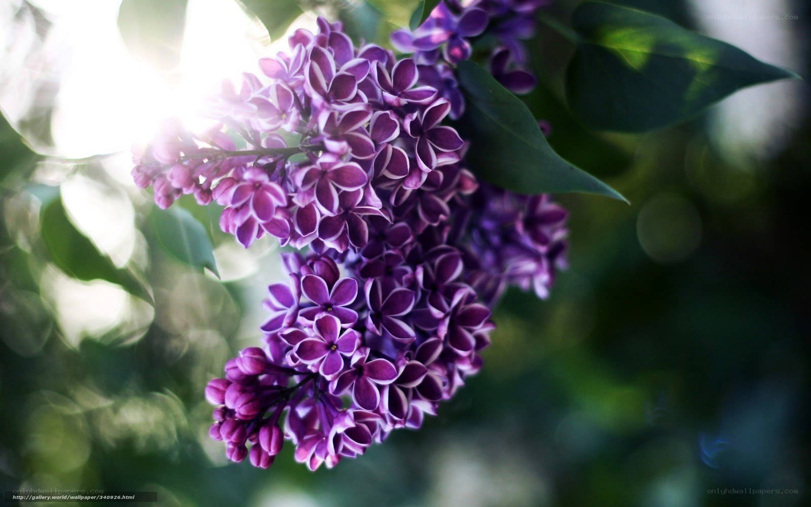 Lilac flowers in sunlight