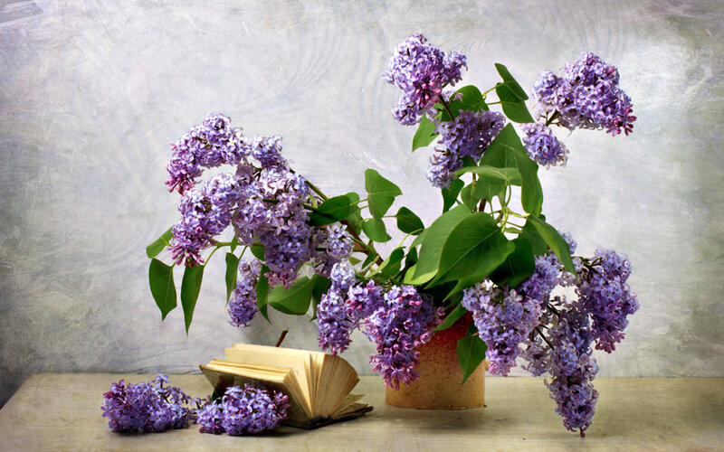 Lilac Flowers in Vase — Purple, Calm