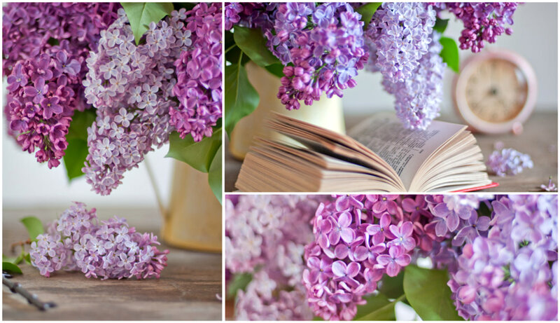 Lilac Flowers in Vase — Purple, Serene, Spring, Photograph, Book