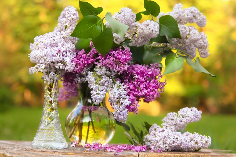 Lilac Flowers in Vases — Purple, Serene, Spring, Photograph