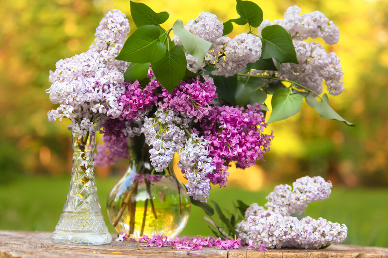 Lilac Flowers in Vases — Purple, Serene