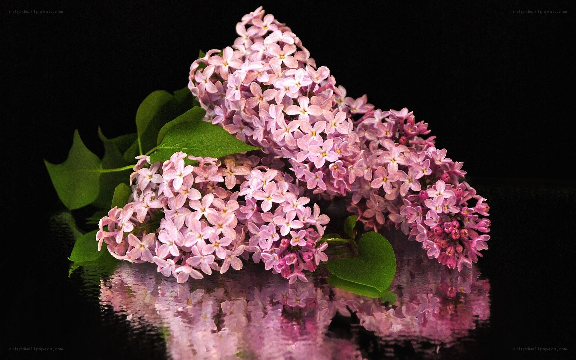 Lilac flowers on black background