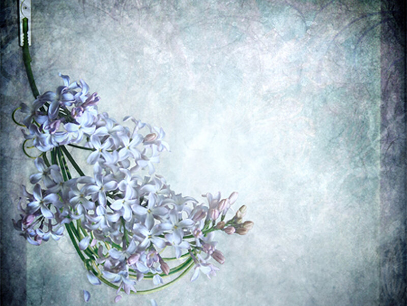 Lilac flowers on textured background