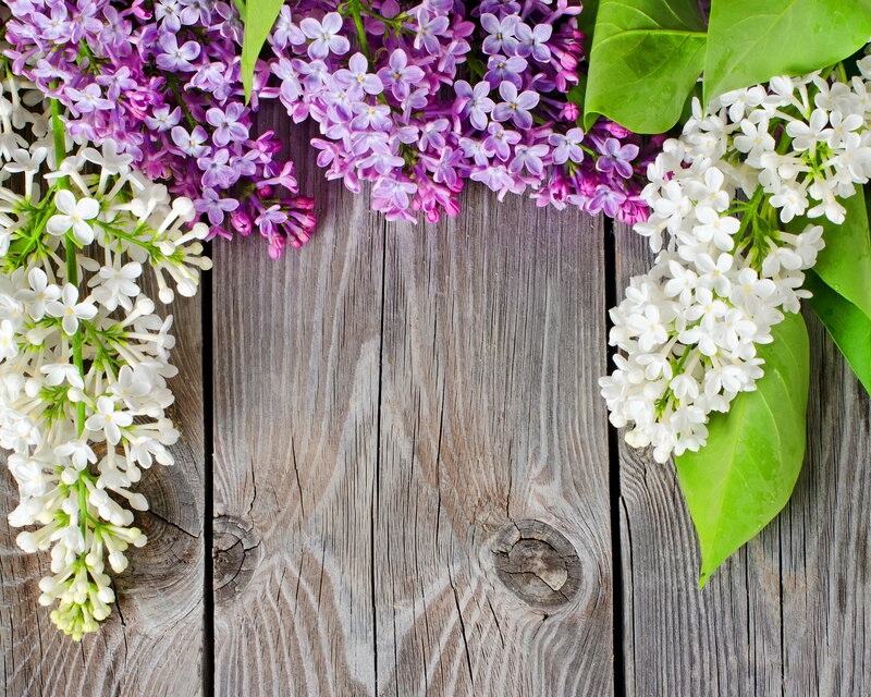 Lilac Flowers on Wood — Purple, Calm