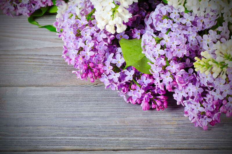 Lilac Flowers on Wood — Purple