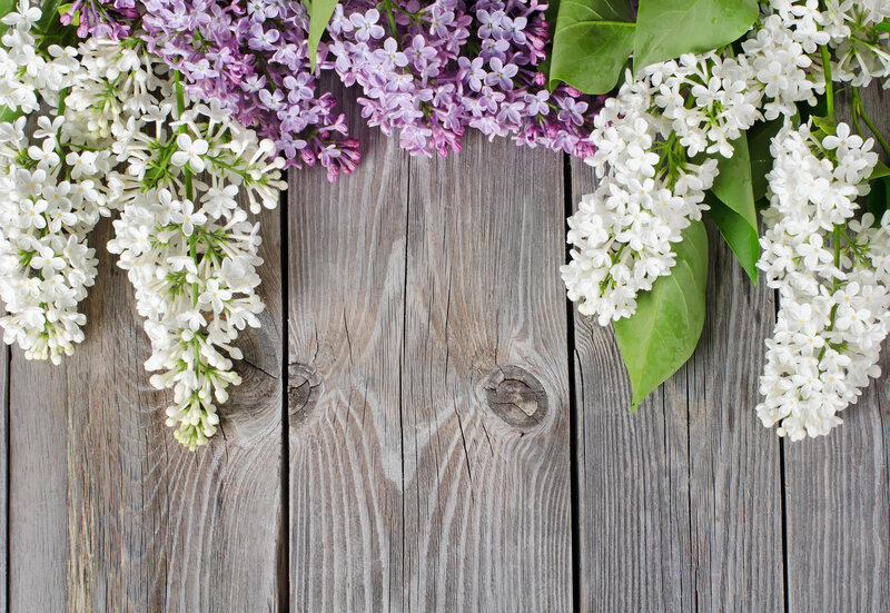 Lilac Flowers on Wood — White, Calm