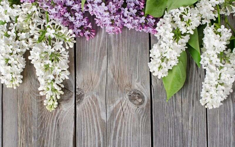 Lilac Flowers on Wood — White
