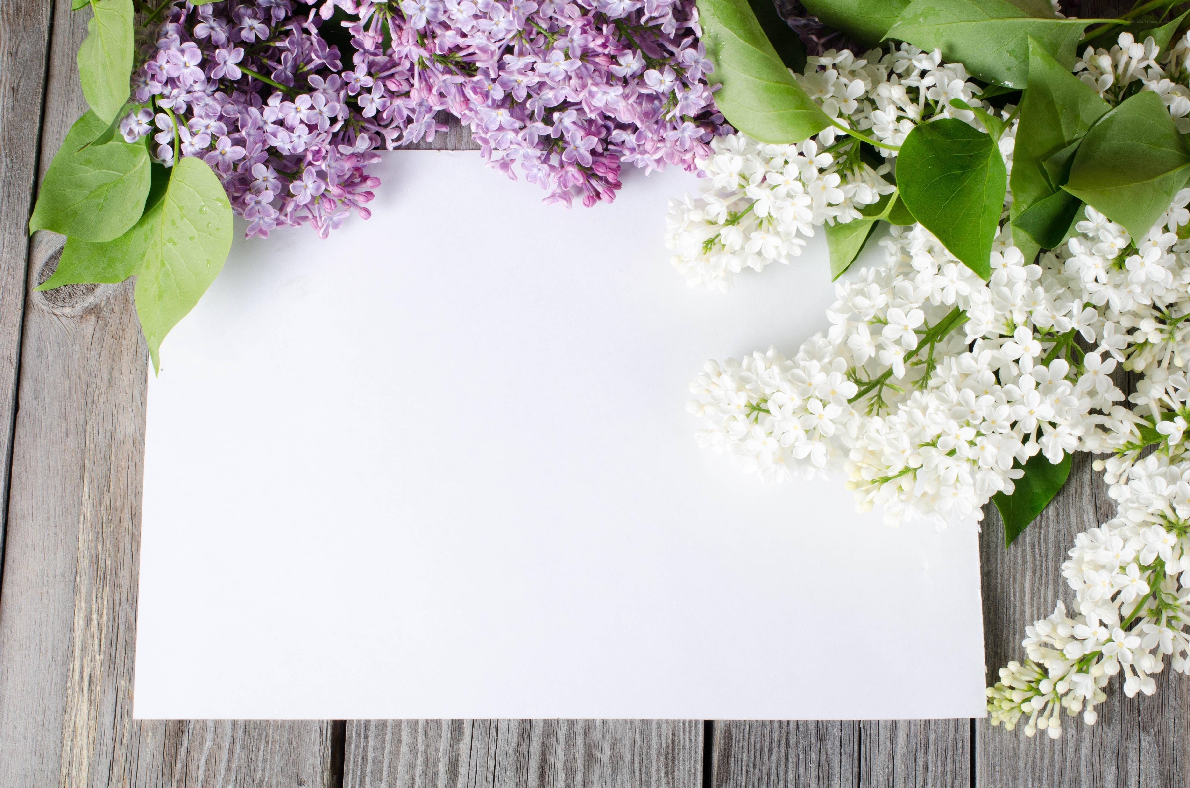 lilac flowers on wooden table