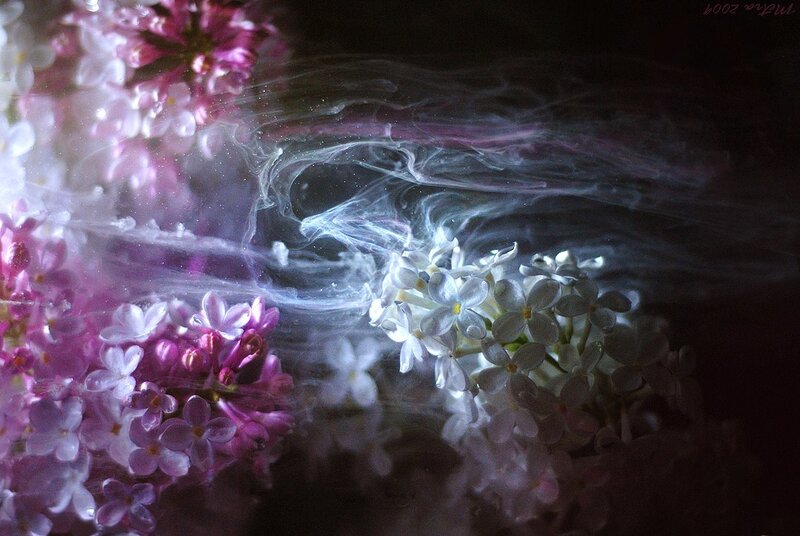 Lilac flowers with ink in water