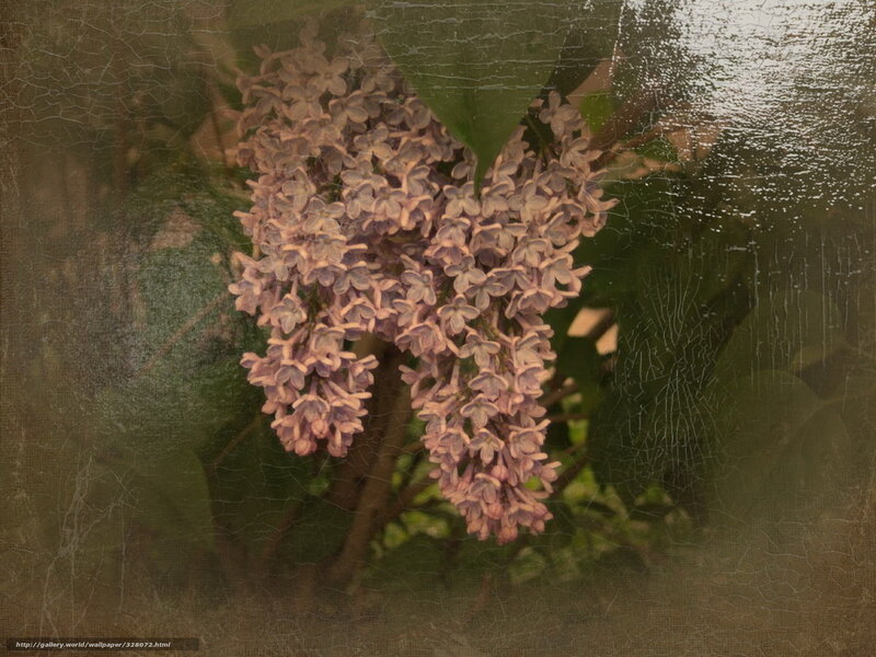 Lilac flowers with vintage filter