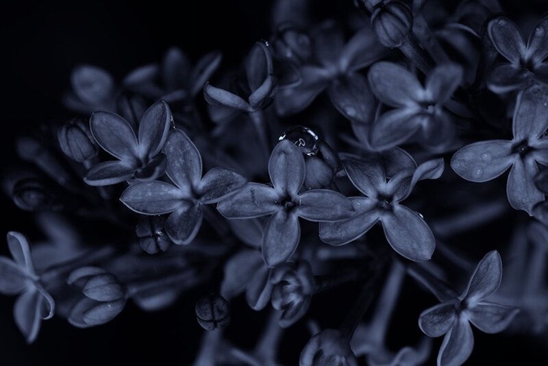 Lilac Flowers with Water Droplets