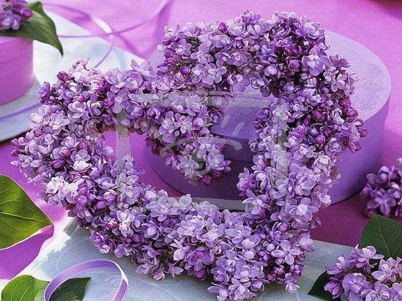Lilac heart wreath