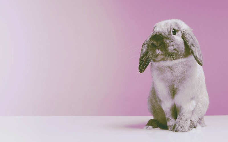 Lilac Lop-eared Rabbit — Pink