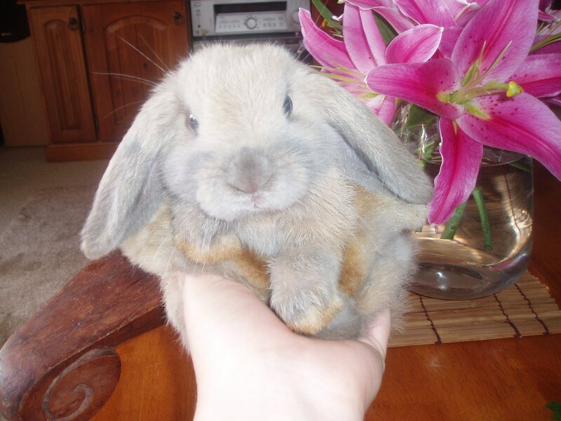 Lilac Lop-eared Rabbit