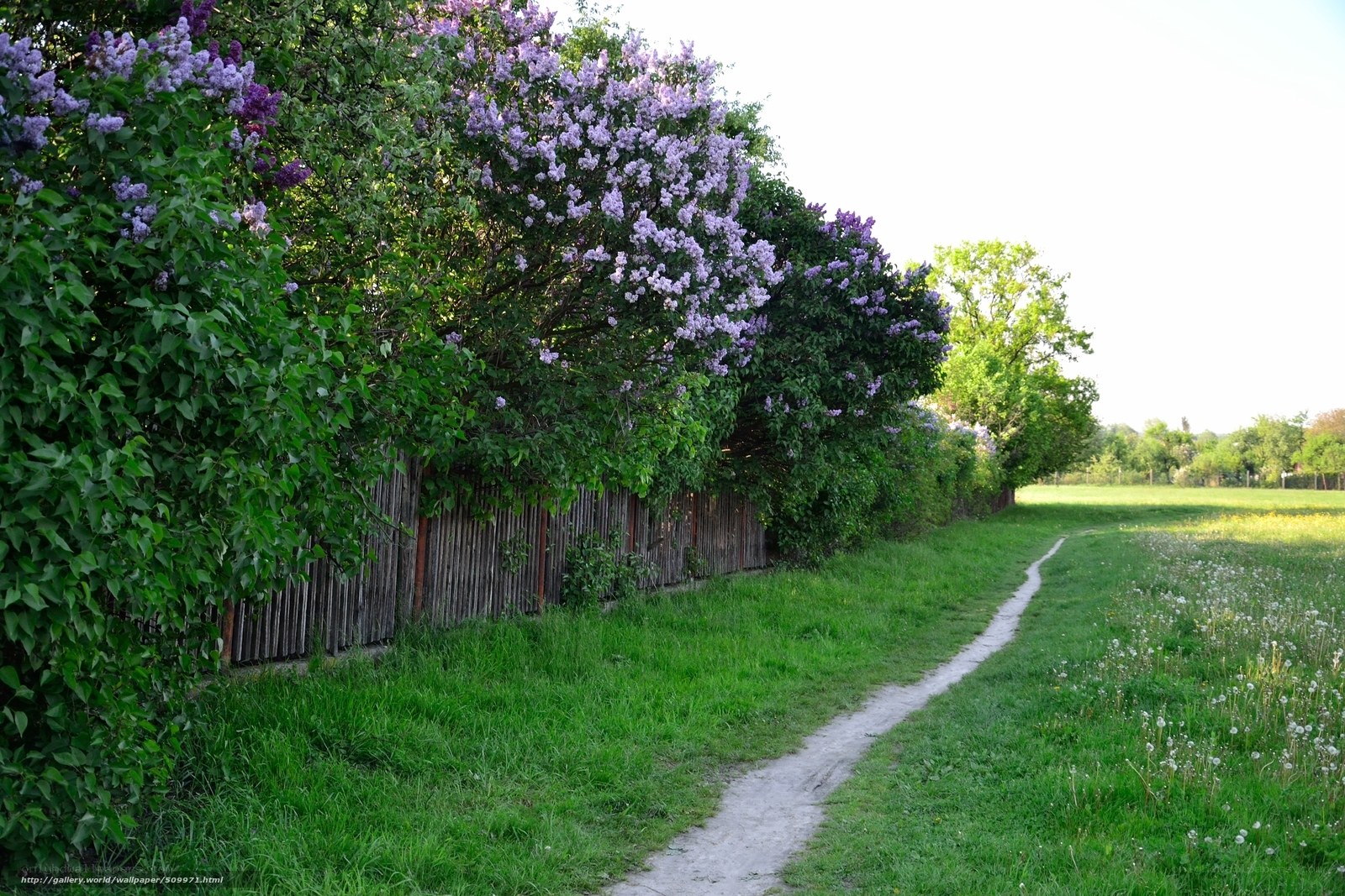 Lilac path in the countryside