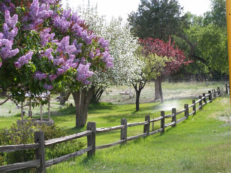 Lilac Tree in Garden — Green