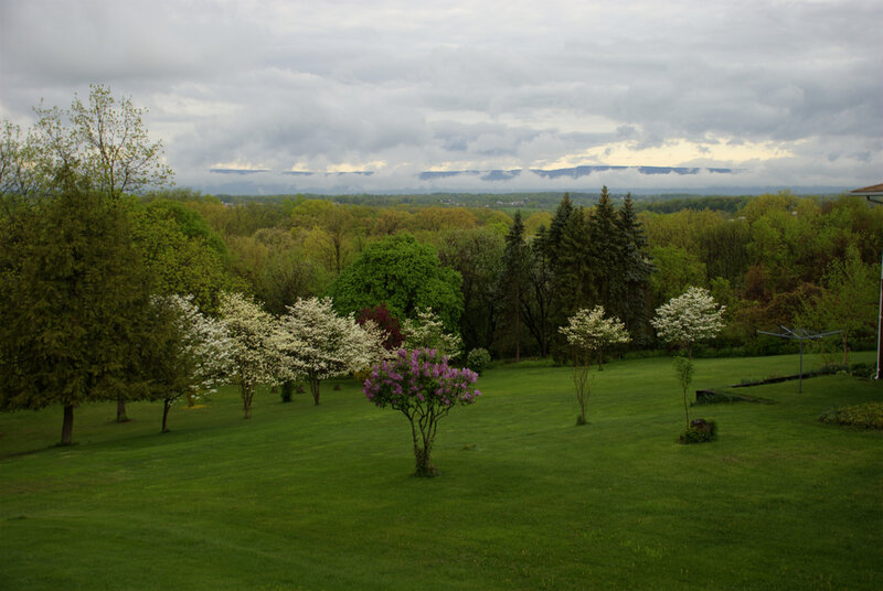 Lilac Tree in Garden