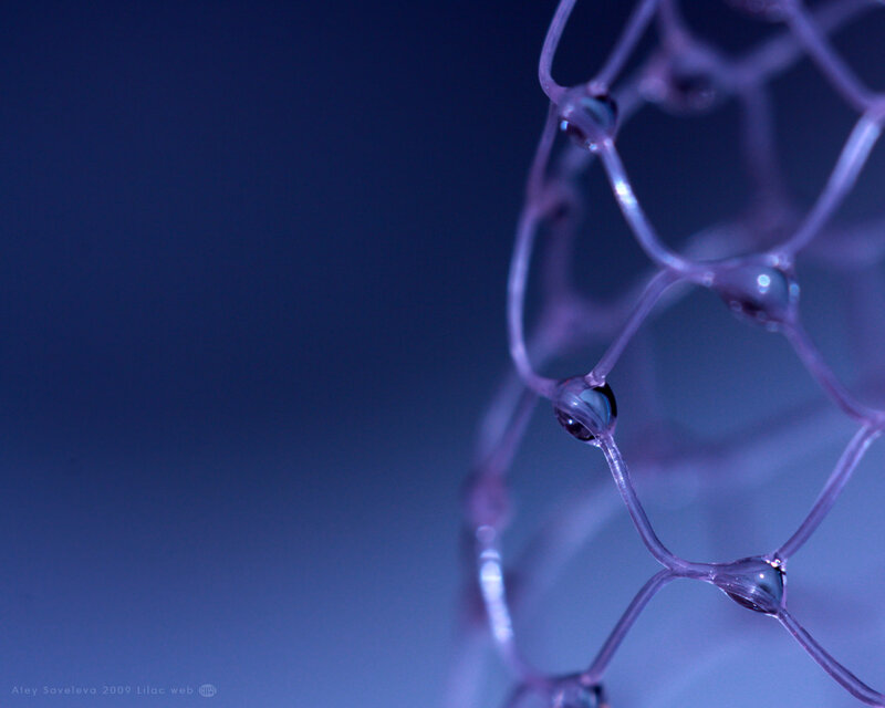 Lilac web with water droplets
