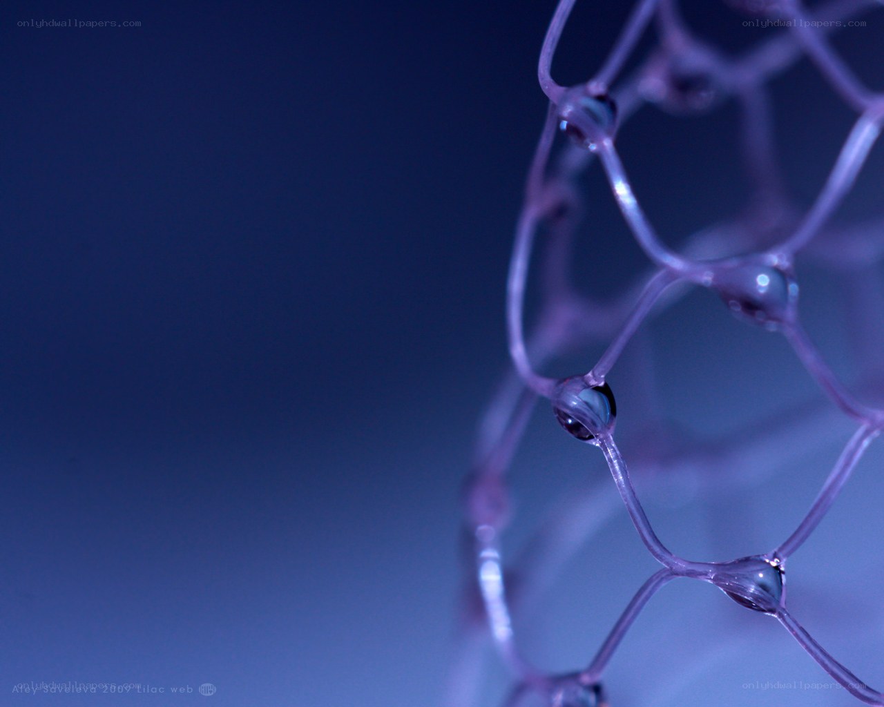 Lilac web with water droplets