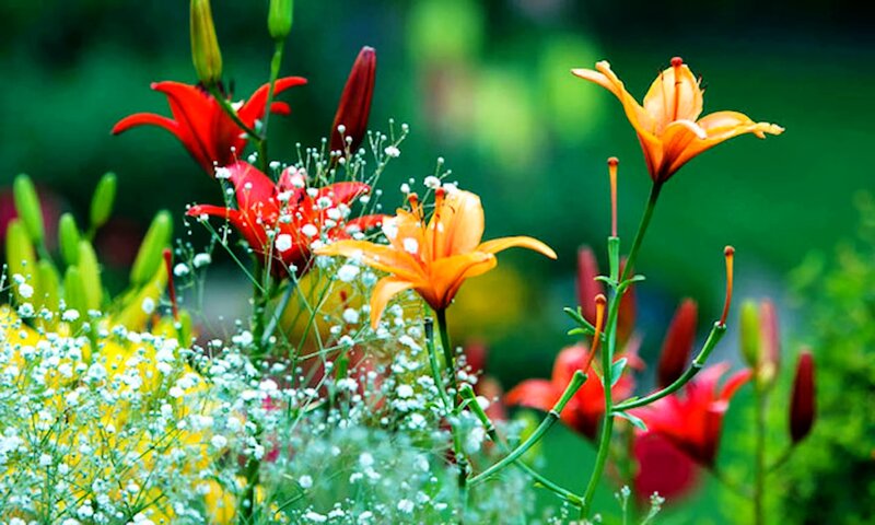 Lilies and Baby's Breath