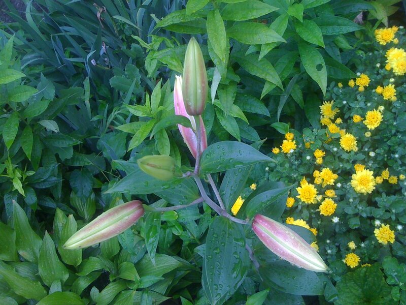Lilies and yellow flowers in garden
