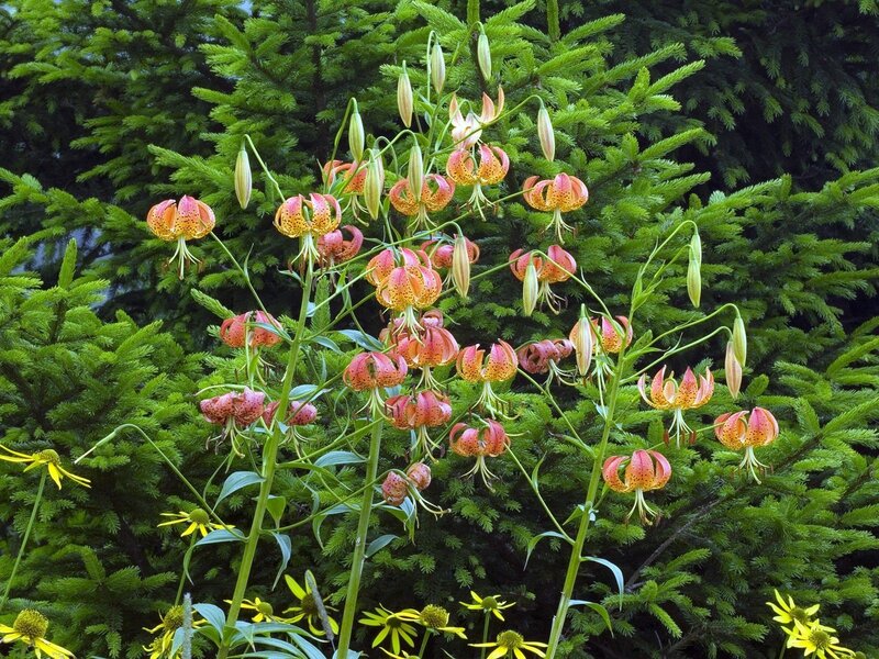 Lilies blooming in a garden