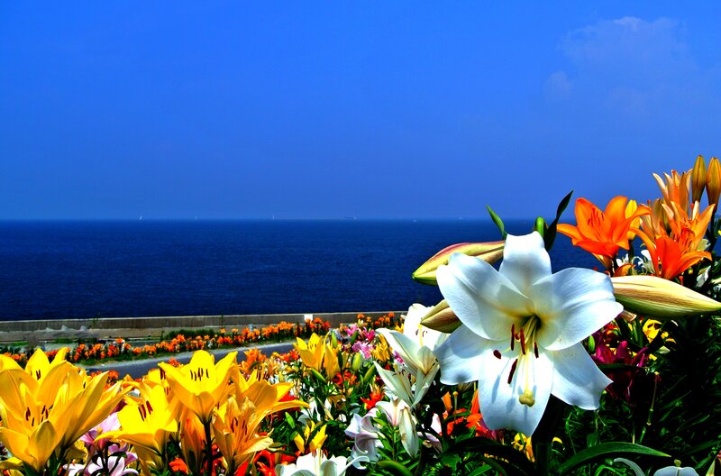 Lilies by the Sea