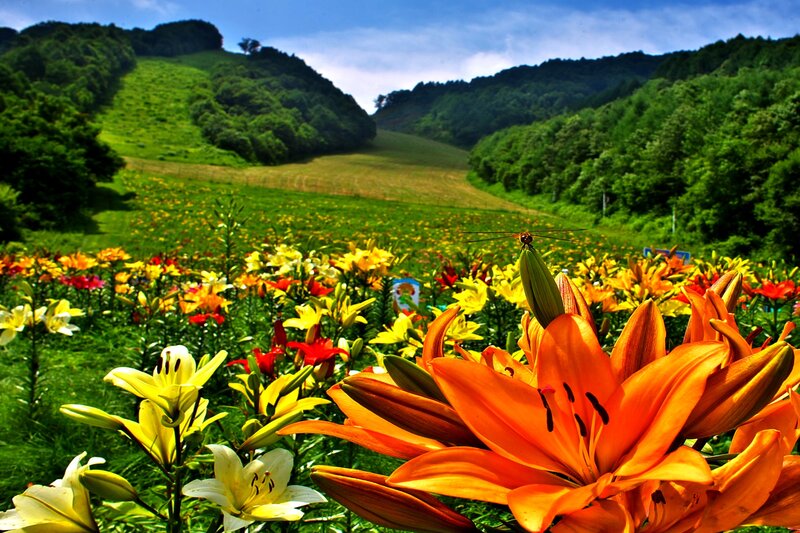 Lilies in a Field — Orange