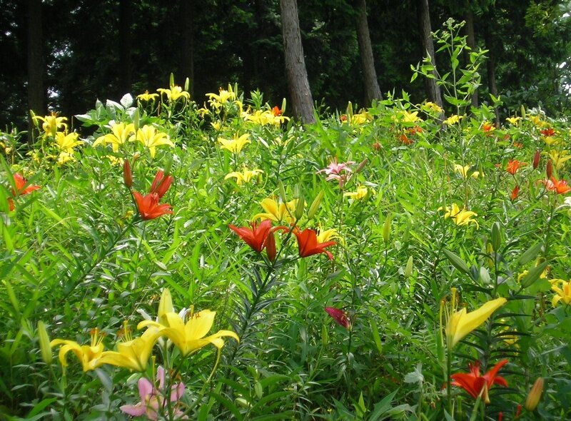 Lilies in a Field — Yellow
