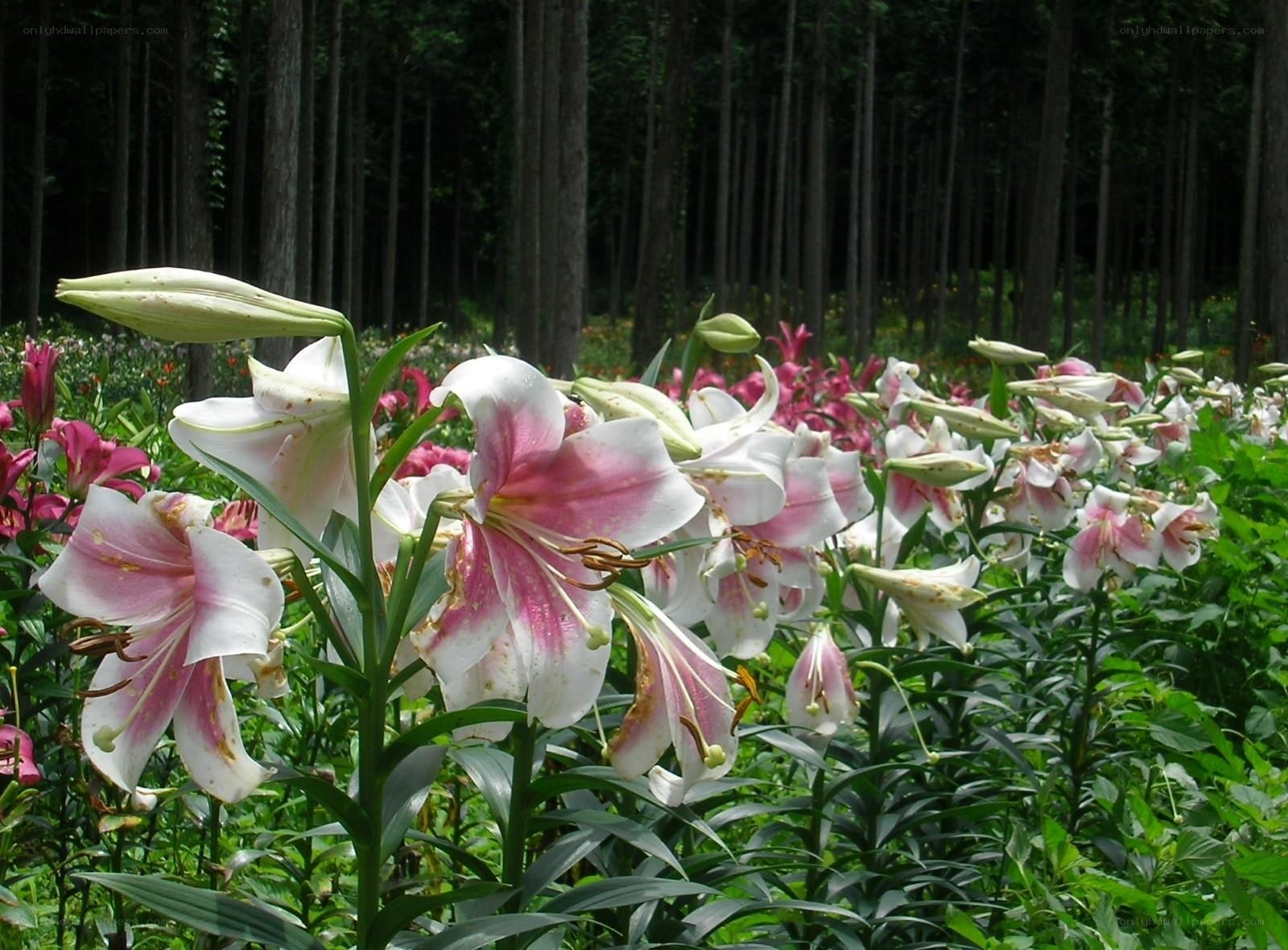 Lilies in a forest clearing
