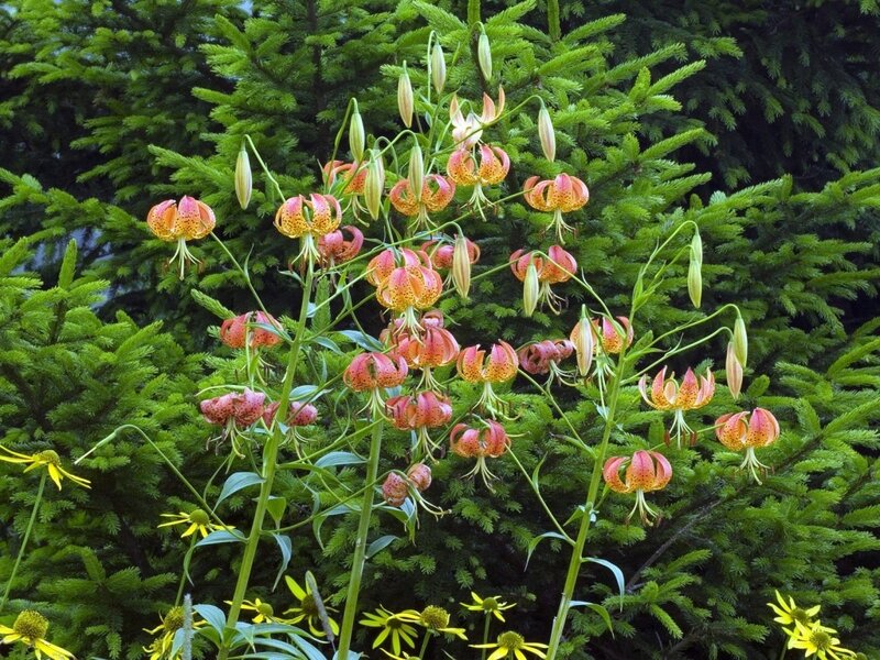 Lilies in a garden