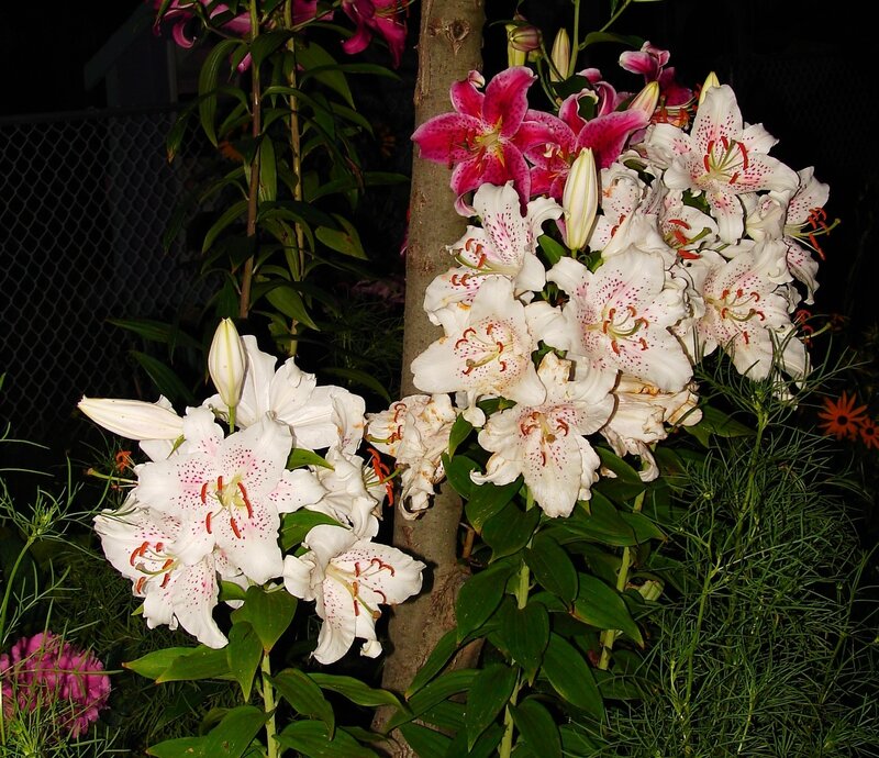 Lilies in a garden at night