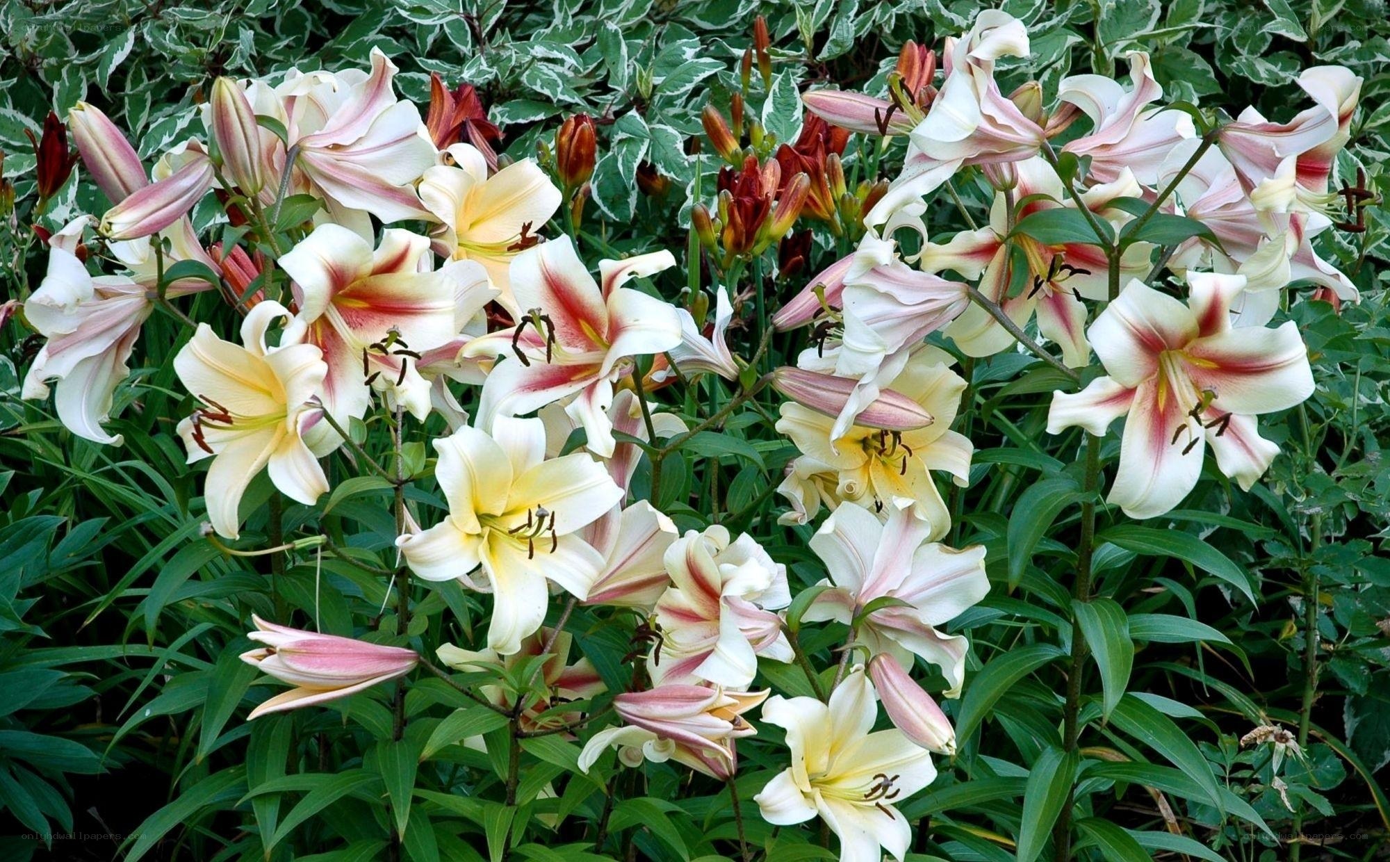 Lilies in a garden