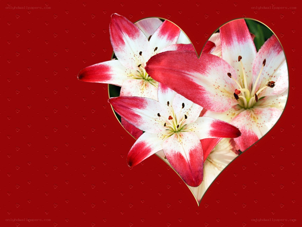 Lilies in a heart shape