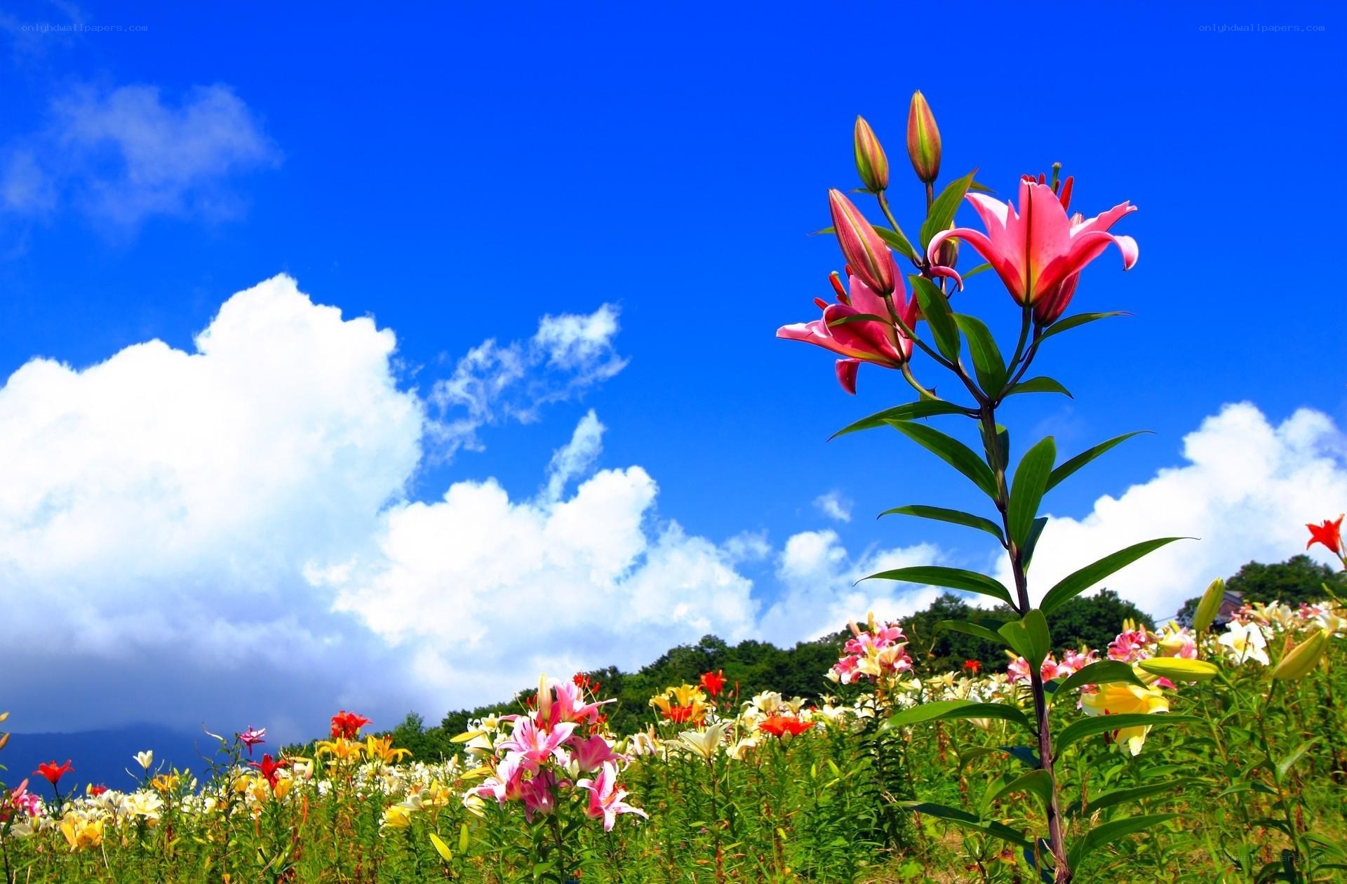 Lilies in a sunny field