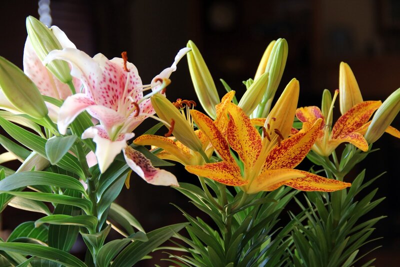 Lilies in Bloom — Yellow