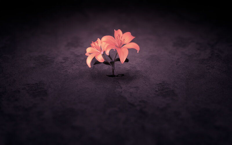 Lilies in dark soil