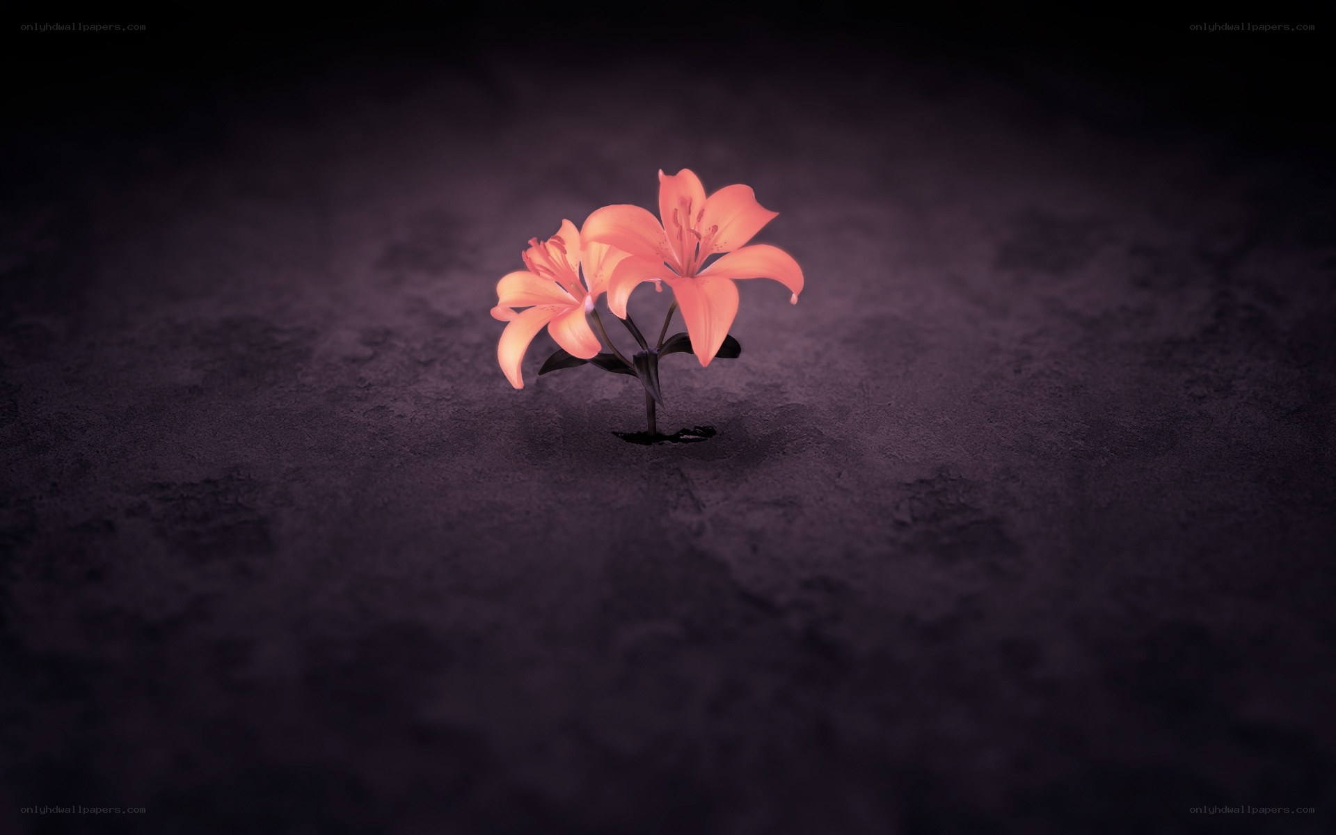 Lilies in dark soil