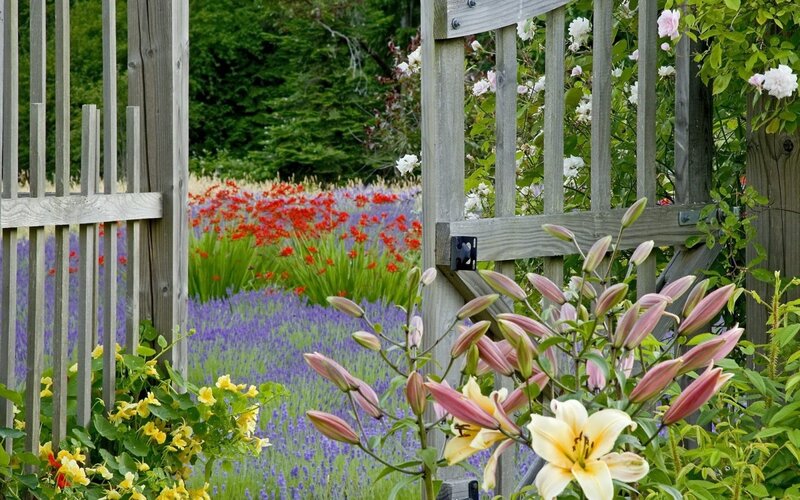 Lilies in Garden