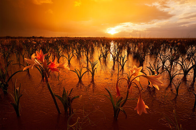 Lilies in Wetland