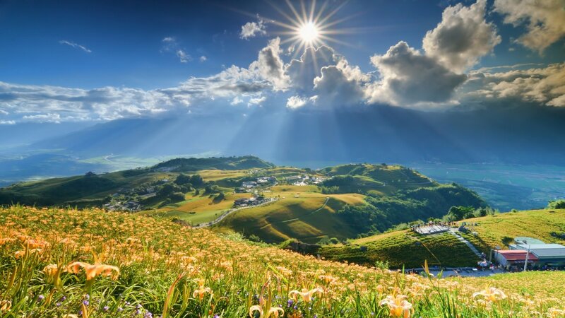 Lilies on a Hillside