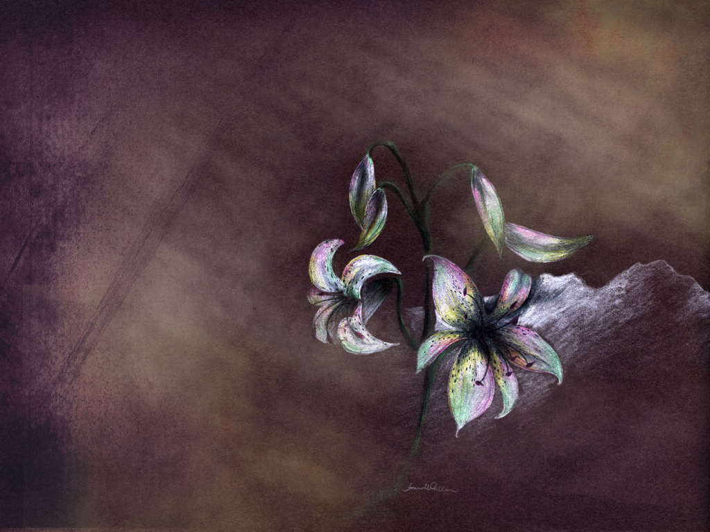 Lilies on a rock