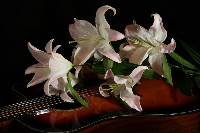 Lilies on Acoustic Guitar
