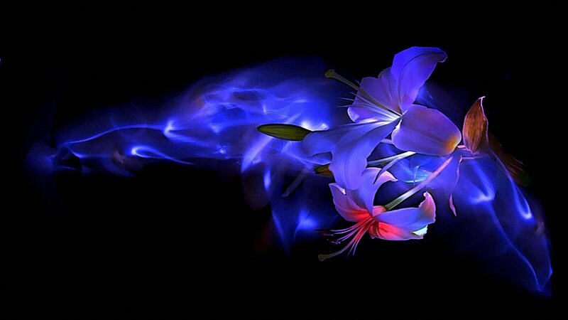 Lilies with Blue Light