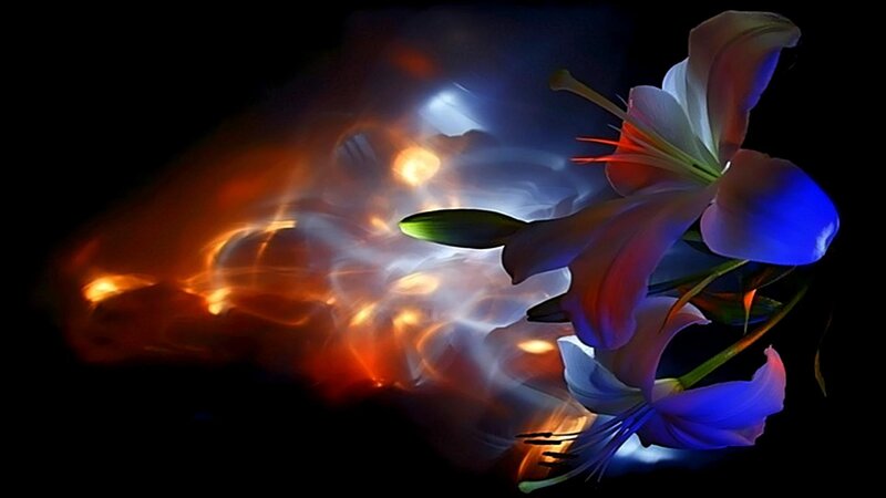 Lilies with Light Effects