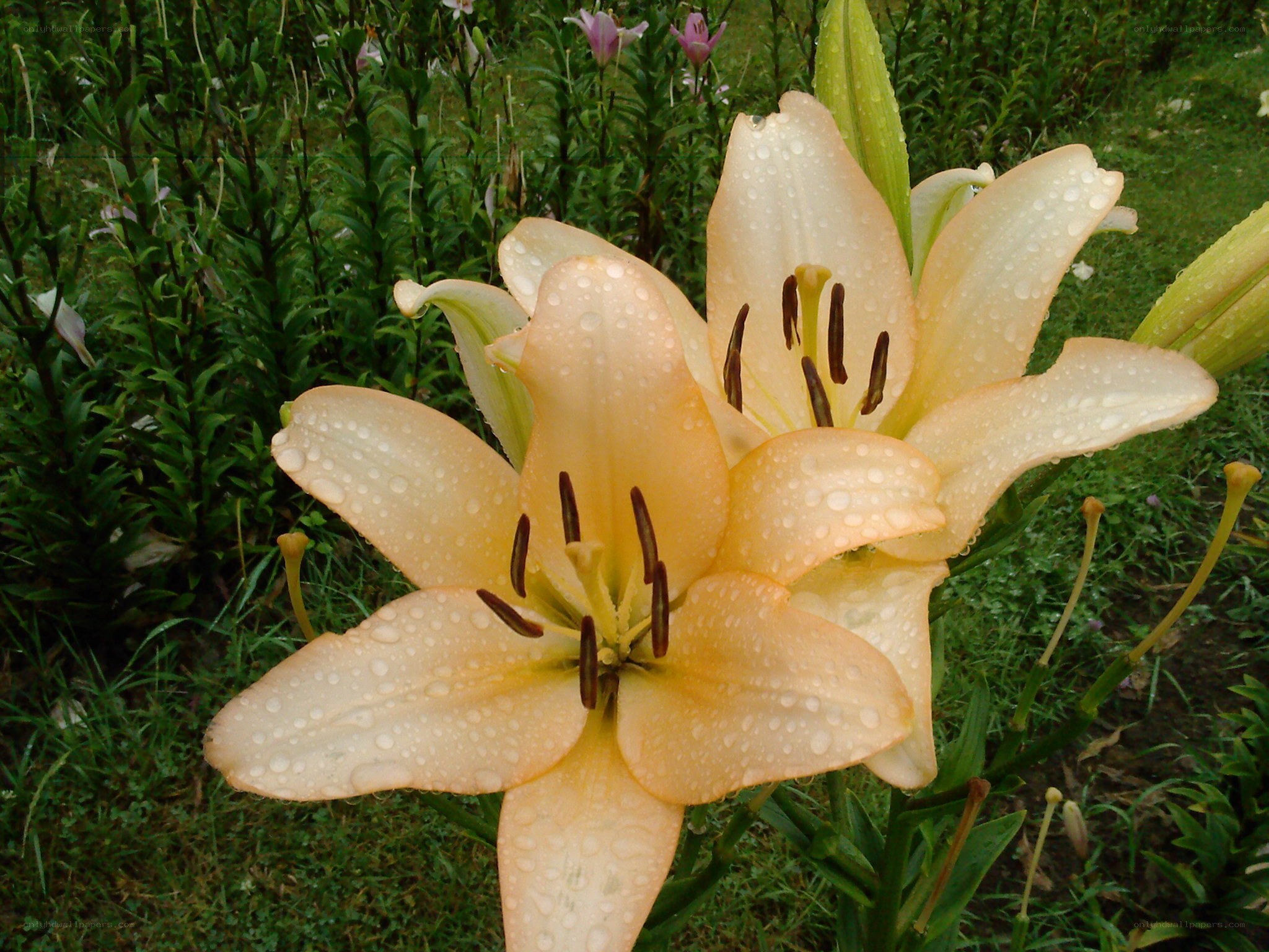 Lilies with raindrops